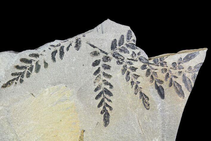 Pennsylvanian Fossil Fern (Neuropteris) - Kentucky #112669